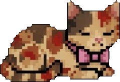Misa the cat